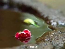 来自广东省深圳市福田区的31岁林先生的发愿忏悔文
